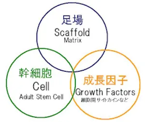 横浜の歯科・歯医者 横浜山手デンタルクリニック 歯の再生には足場・幹細胞・成長因子が必要